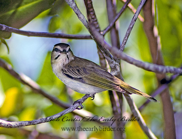 Vireo altiloquus  BLACK-WHISKERED VIREO 17513z