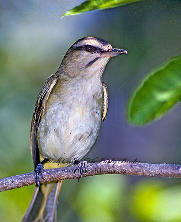 Vireo altiloquus  BLACK-WHISKERED VIREO 17521z