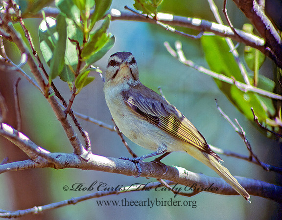 Vireo altiloquus  BLACK-WHISKERED VIREO 17514z