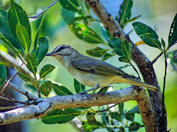 Vireo altiloquus  BLACK-WHISKERED VIREO 17612z