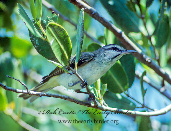 Vireo altiloquus  BLACK-WHISKERED VIREO 17516z