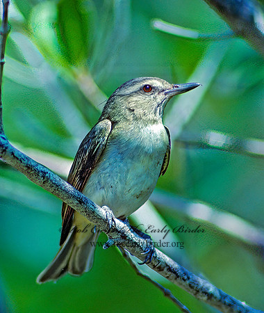 Vireo altiloquus  BLACK-WHISKERED VIREO 17528z