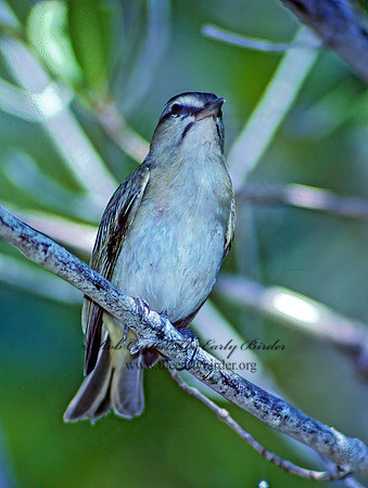 Vireo altiloquus  BLACK-WHISKERED VIREO 17530z