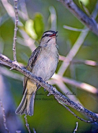 Vireo altiloquus  BLACK-WHISKERED VIREO 17531z