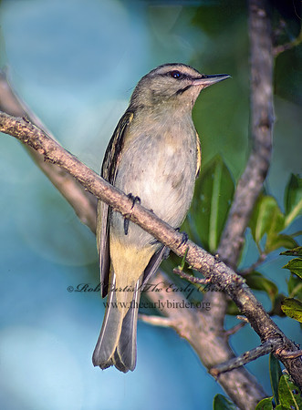 Vireo altiloquus  BLACK-WHISKERED VIREO 17519z