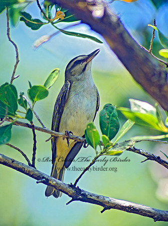 Vireo altiloquus  BLACK-WHISKERED VIREO 17604z