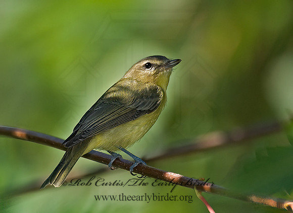 Vireo philadelphicus  PHILADELPHIA VIREO 7012603z