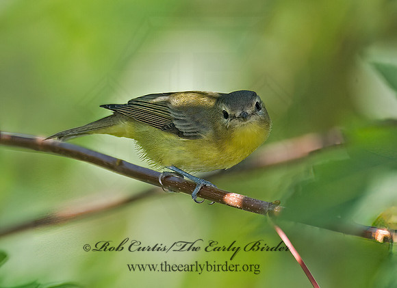 Vireo philadelphicus  PHILADELPHIA VIREO 7012611z