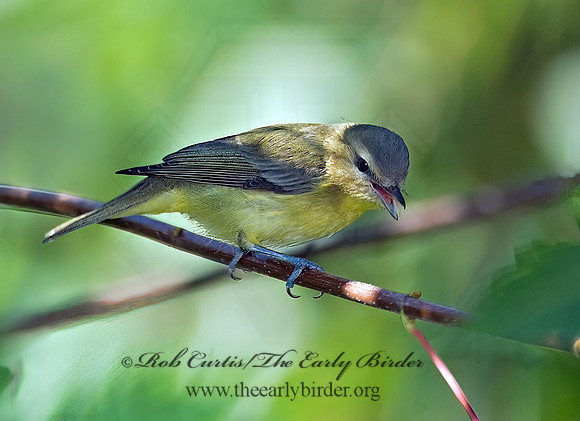 Vireo philadelphicus  PHILADELPHIA VIREO 7012610z