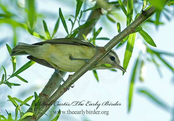 Vireo philadelphicus  PHILADELPHIA VIREO 4001226z
