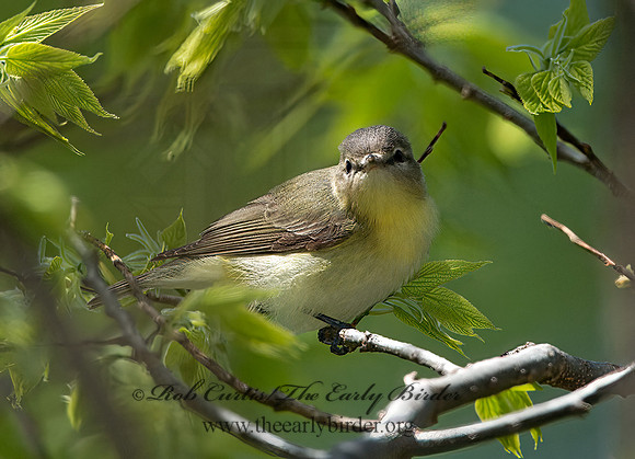 Vireo philadelphicus  PHILADELPHIA VIREO 9030946z