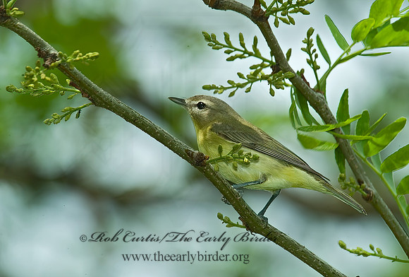 Vireo philadelphicus  PHILADELPHIA VIREO 4001162z