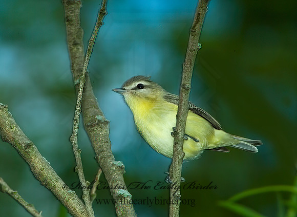 Vireo philadelphicus  PHILADELPHIA VIREO 4001221z