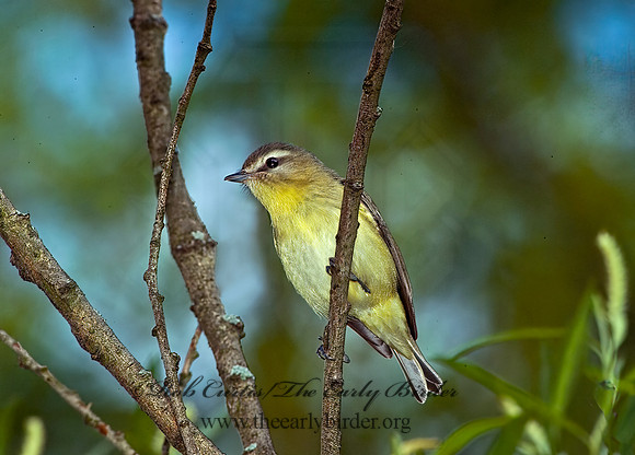 Vireo philadelphicus  PHILADELPHIA VIREO 4001223z