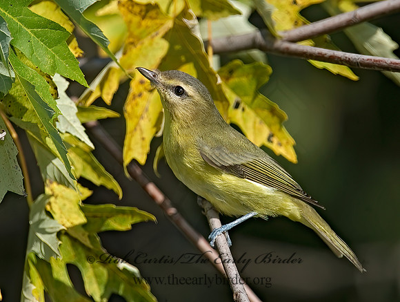 Vireo philadelphicus  PHILADELPHIA VIREO 7012579z