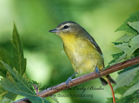 Vireo philadelphicus  PHILADELPHIA VIREO 7012572z