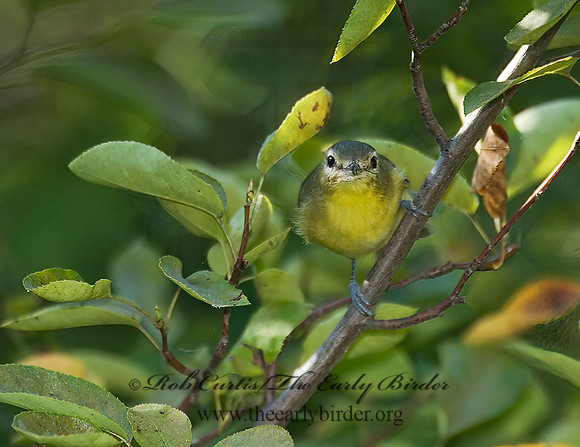 Vireo philadelphicus  PHILADELPHIA VIREO 7012600z