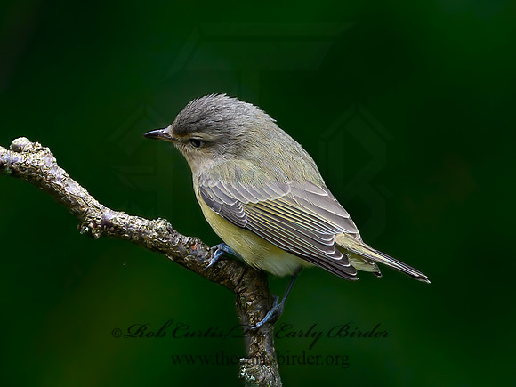 Vireo philadelphicus  PHILADELPHIA VIREO 9064440z