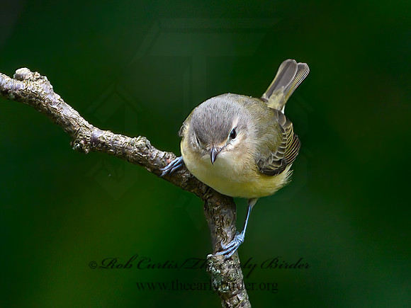 Vireo philadelphicus  PHILADELPHIA VIREO 9064443z