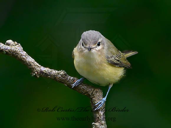 Vireo philadelphicus  PHILADELPHIA VIREO 9064445z