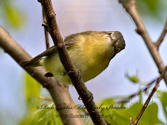 Vireo philadelphicus  PHILADELPHIA VIREO 9022378 z