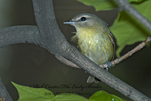 Vireo philadelphicus  PHILADELPHIA VIREO 5007075z