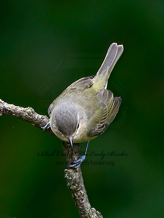 Vireo philadelphicus  PHILADELPHIA VIREO 9064441z