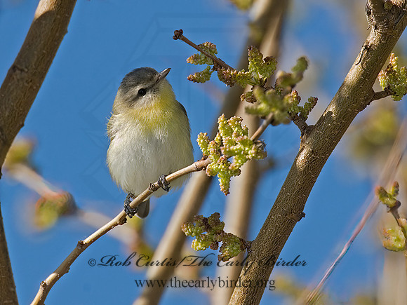 Vireo philadelphicus  PHILADELPHIA VIREO 6006030z