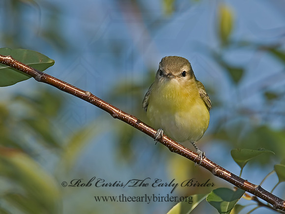 Vireo philadelphicus  PHILADELPHIA VIREO 6015424z