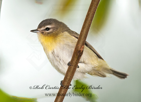 Vireo philadelphicus  PHILADELPHIA VIREO 8026771z