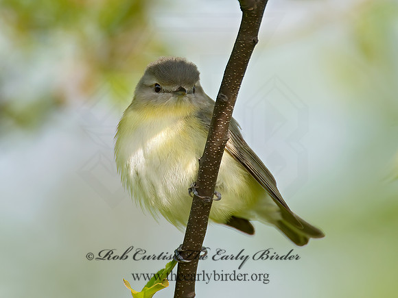 Vireo philadelphicus  PHILADELPHIA VIREO 9022172z