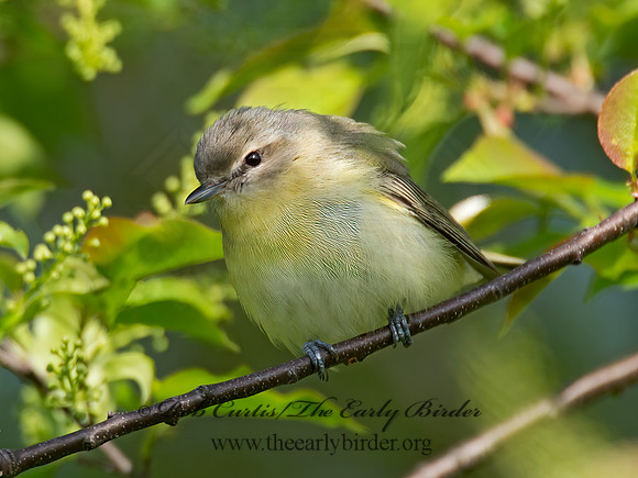 Vireo philadelphicus  PHILADELPHIA VIREO 9022175z