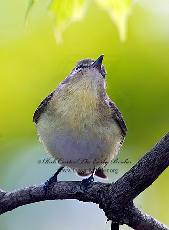 Vireo philadelphicus  PHILADELPHIA VIREO 3008138z