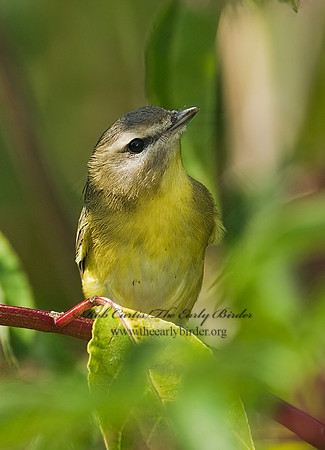 Vireo philadelphicus  PHILADELPHIA VIREO 8018031z