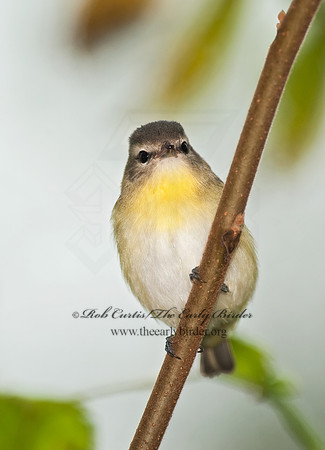 Vireo philadelphicus  PHILADELPHIA VIREO 8026770z