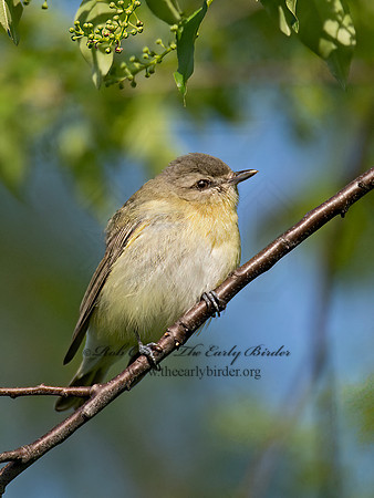 Vireo philadelphicus  PHILADELPHIA VIREO 9022180z