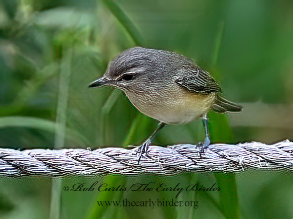 Vireo philadelphicus  PHILADELPHIA VIREO 9064475z
