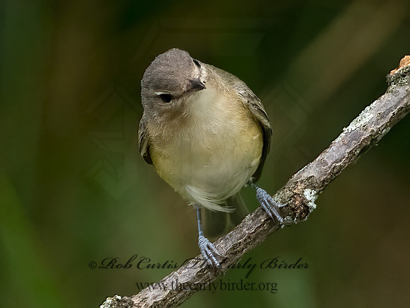 Vireo philadelphicus  PHILADELPHIA VIREO 9064383z