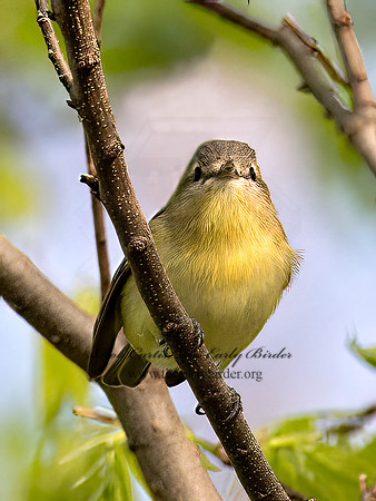 Vireo philadelphicus  PHILADELPHIA VIREO 9022376 z
