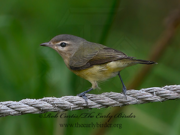 Vireo philadelphicus  PHILADELPHIA VIREO 9063859z
