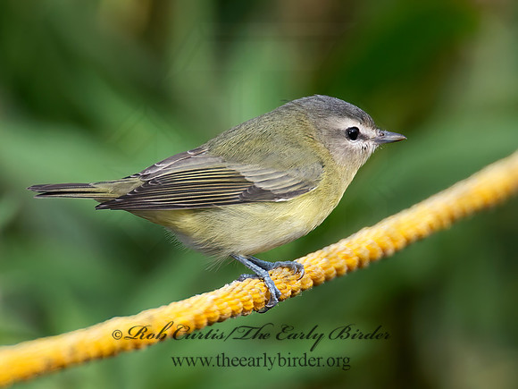 Vireo philadelphicus  PHILADELPHIA VIREO 9005405z