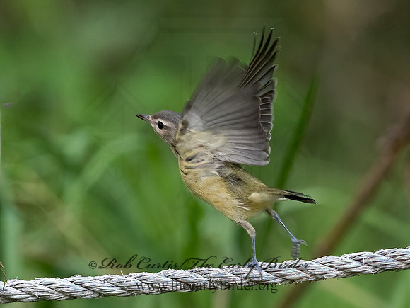 Vireo philadelphicus  PHILADELPHIA VIREO 9063860z