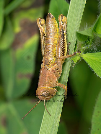 Melanoplus  SPUR-THROATED GRASSHOPPER 9041745z