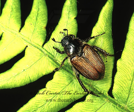 Strigoderma arbicola 95938z