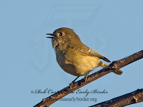 Vireo huttoni  HUTTON'S VIREO 9055045z