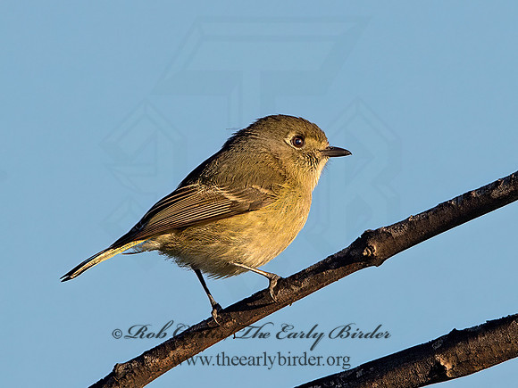 Vireo huttoni  HUTTON'S VIREO 9055043z