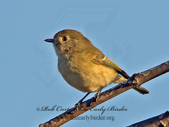 Vireo huttoni  HUTTON'S VIREO 9055048z