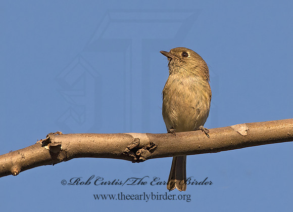 Vireo huttoni  HUTTON'S VIREO 9055167z