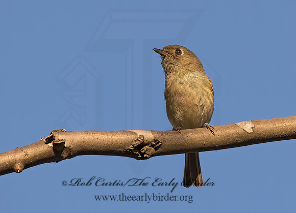 Vireo huttoni  HUTTON'S VIREO 9055168z