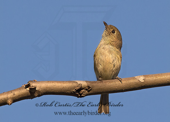 Vireo huttoni  HUTTON'S VIREO 9055166z